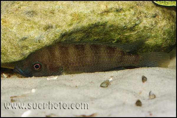Trematochromis benthicola 'Chituta Bay'